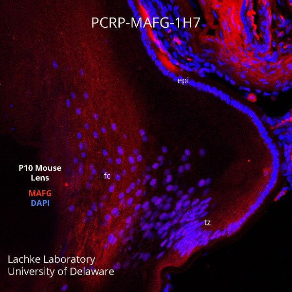 MAFG Antibody (PCRPMAFG1H7) DSHB